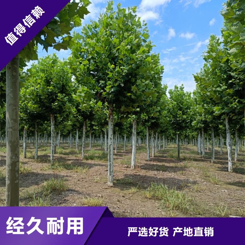 10公分法桐价格质量放心法桐