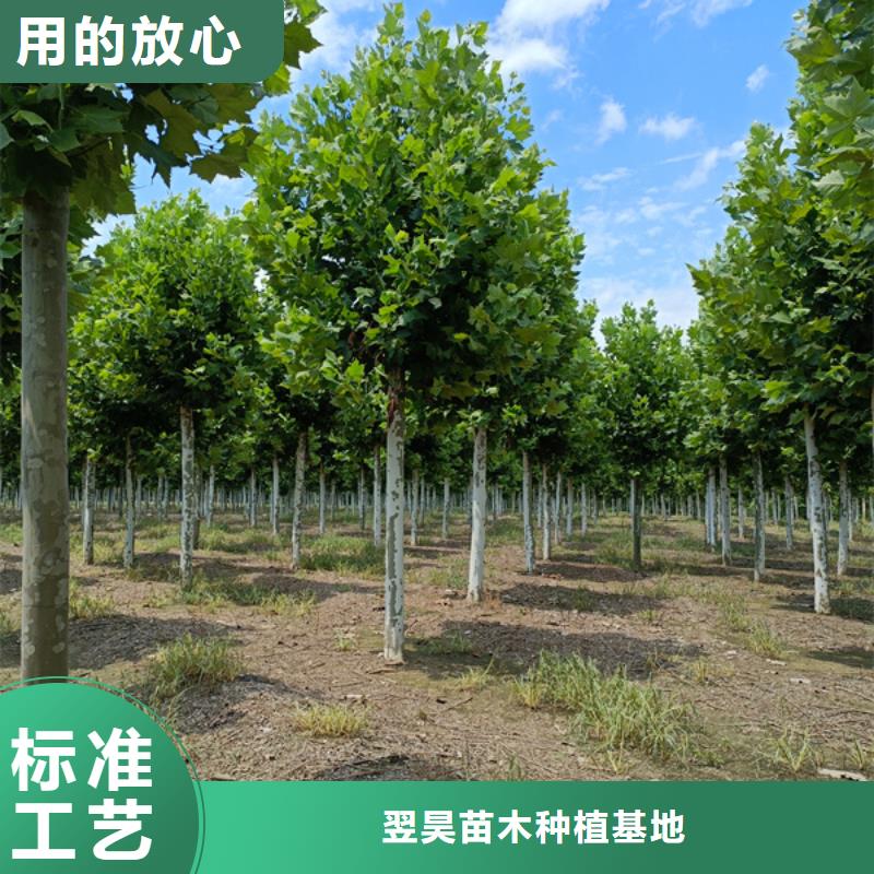 法桐金叶白蜡以质量求生存