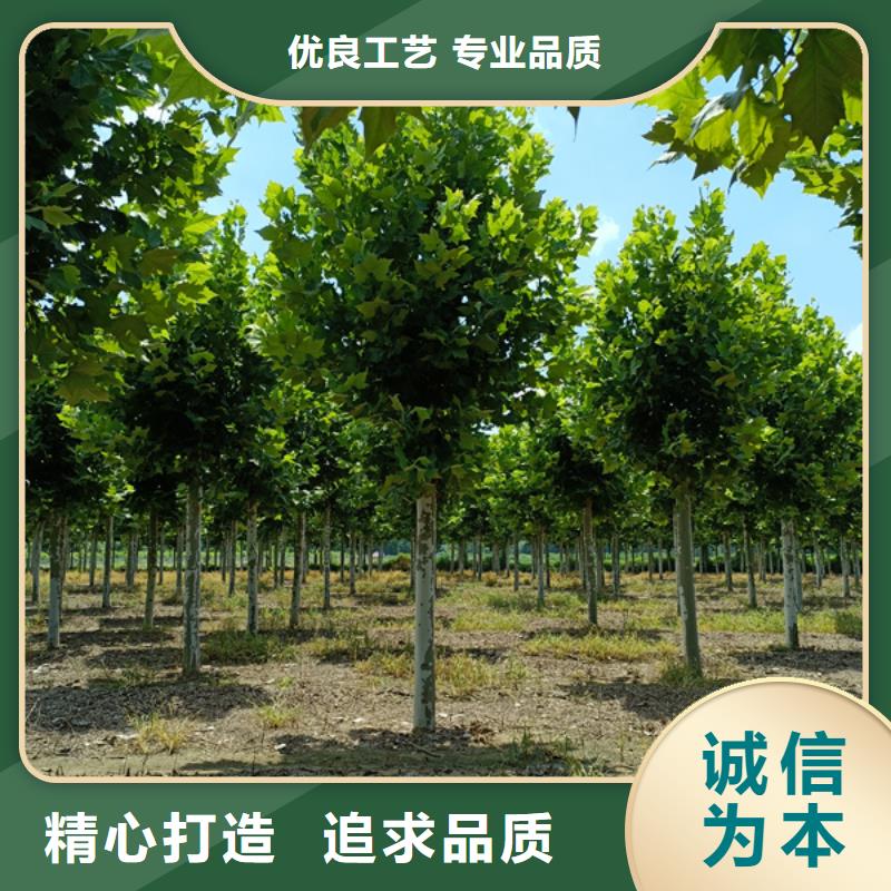 18公分法桐厂价批发