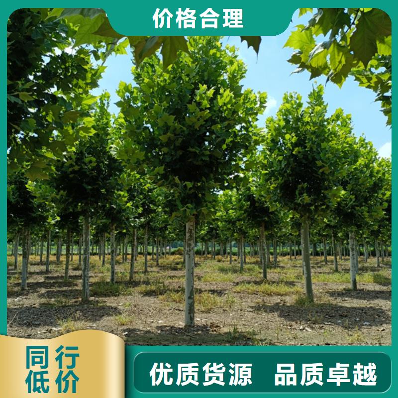 法桐价格放心选择法桐