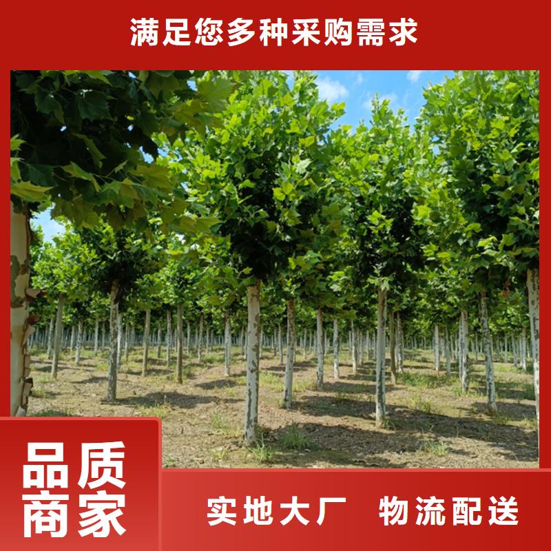 法桐,秋紫白蜡用心服务