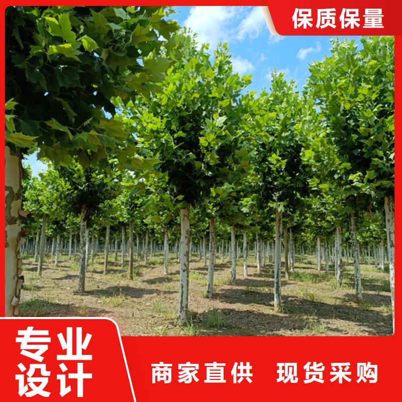 法桐 国槐今年新款
