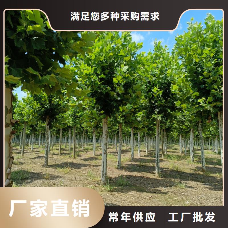  法桐买的放心