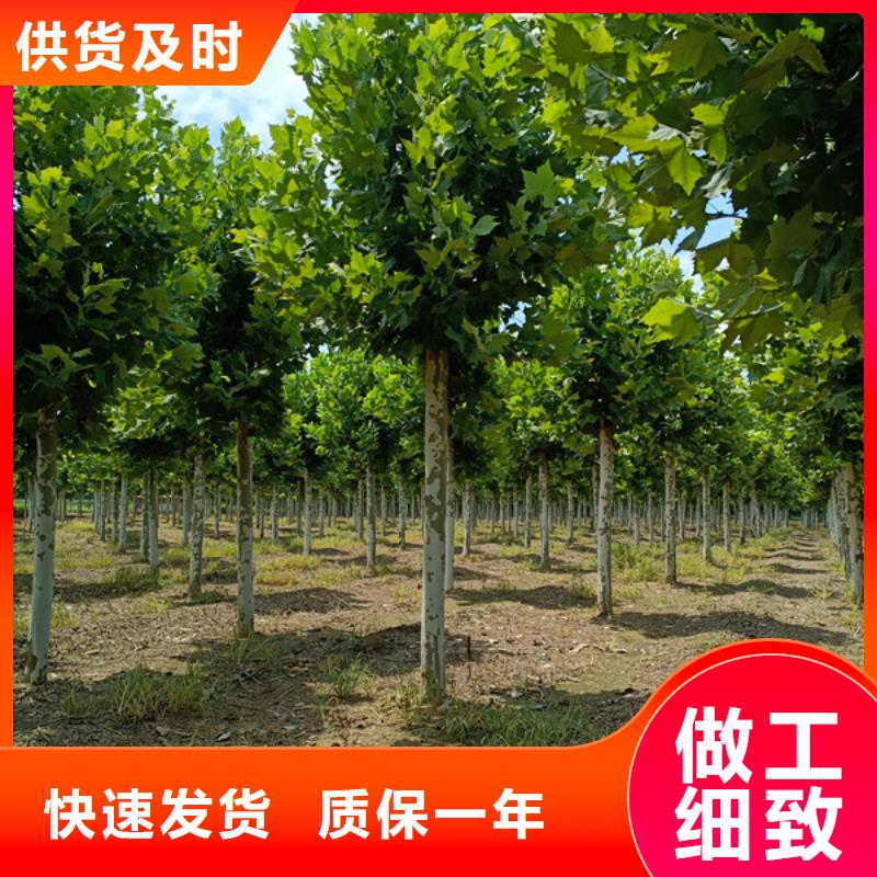 法桐西府海棠详细参数