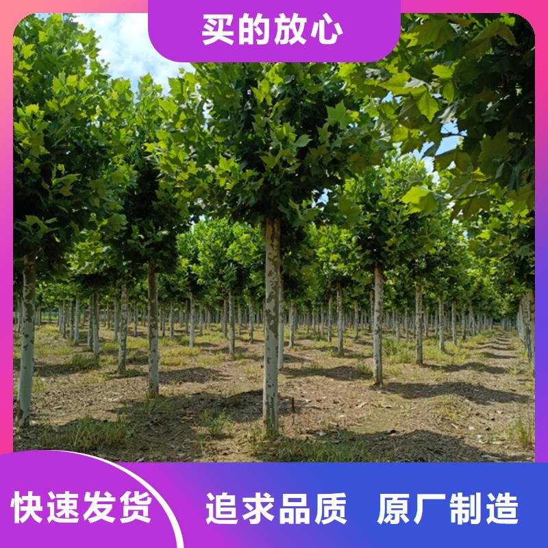 法桐质量放心法桐