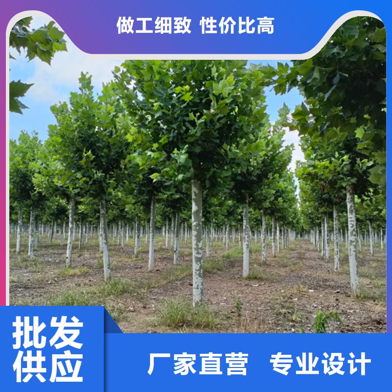 法桐价格质量放心法桐
