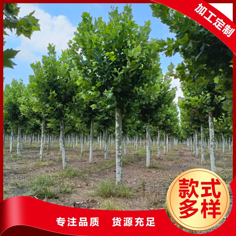 法桐黄金槐48小时发货