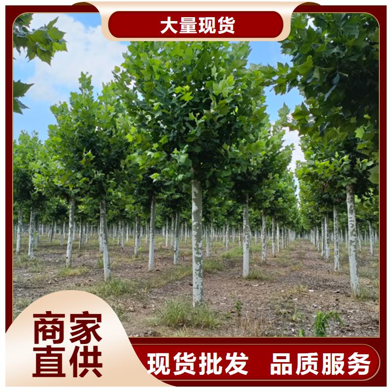 法桐树种植基地法桐