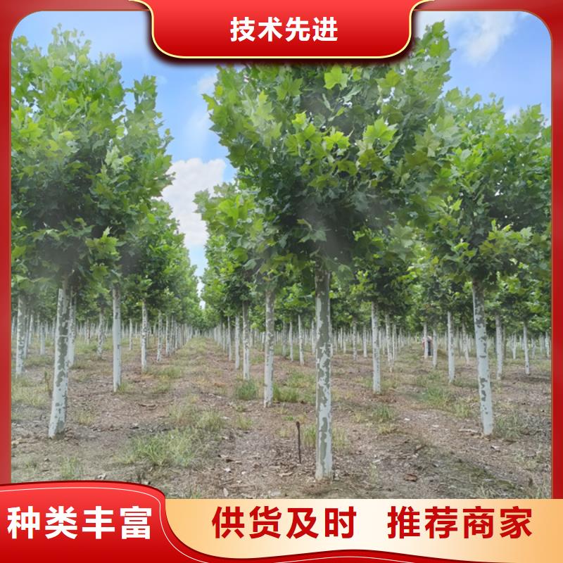 生产造型法桐的供货商
