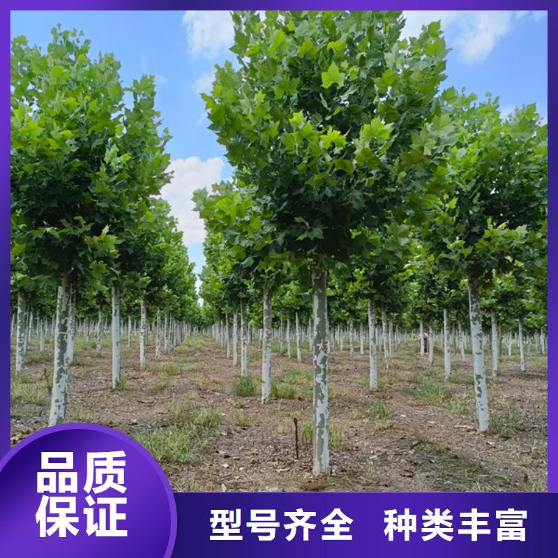 法桐垂丝海棠优质材料厂家直销
