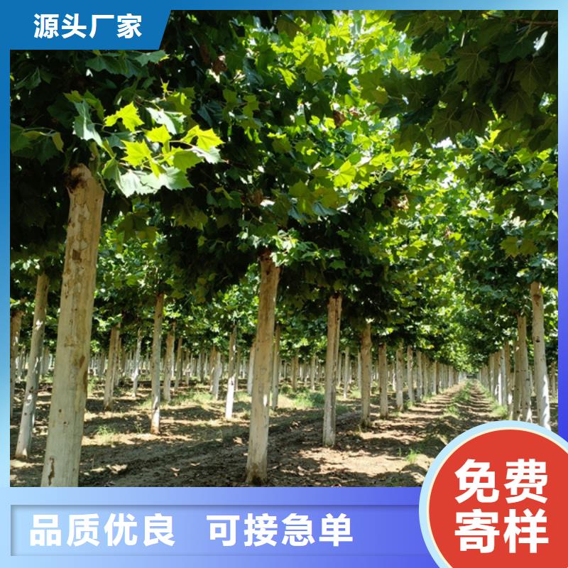 22公分法桐价格放心选择法桐