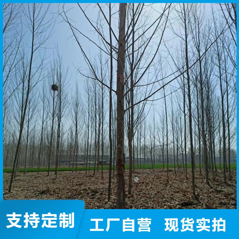 【法桐厂家直接面向客户】