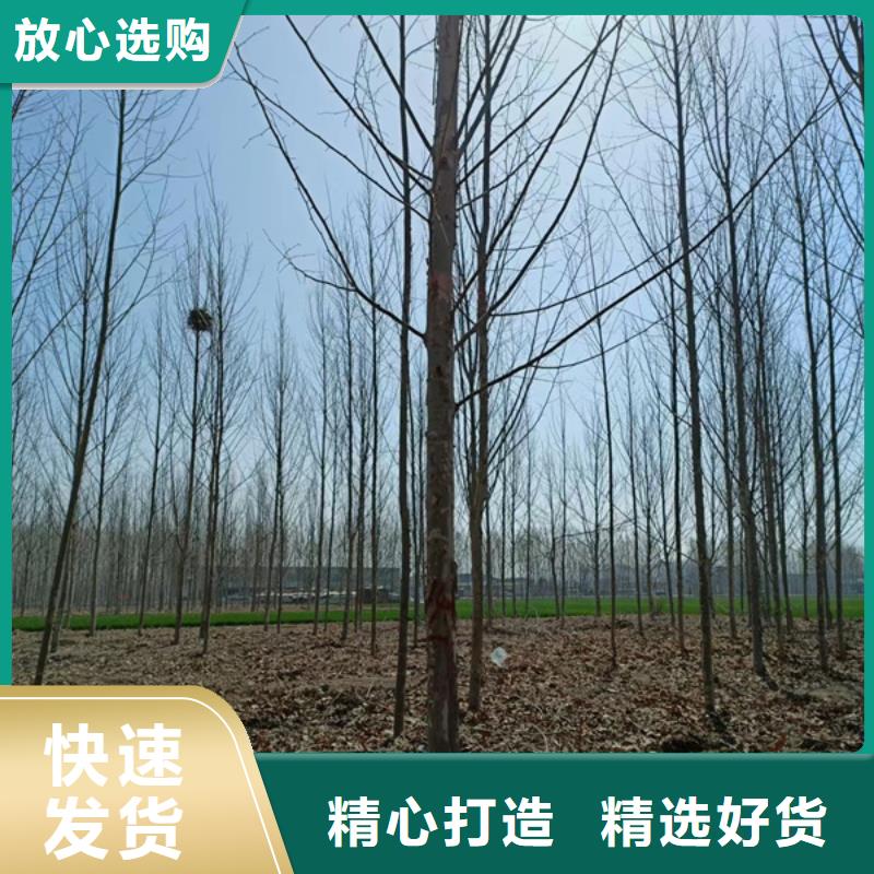 法桐截杆发帽一手货源源头厂家