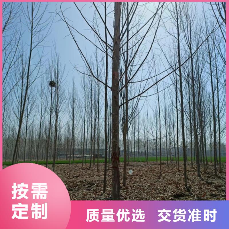 法桐,西府海棠细节之处更加用心