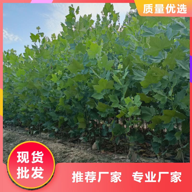  法桐现货齐全售后无忧