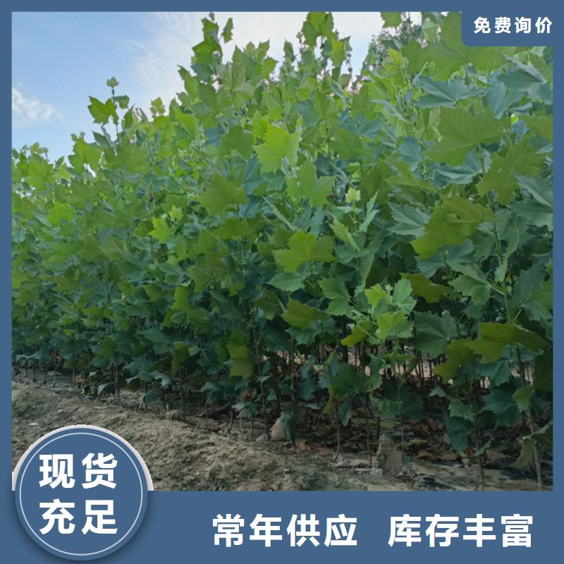 法桐国槐厂家直销供货稳定