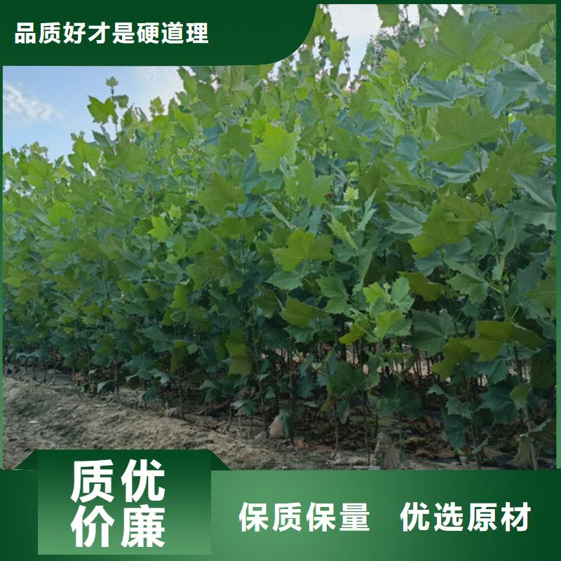 法桐黄金槐源厂定制