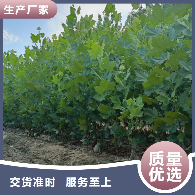 法桐五角枫全新升级品质保障