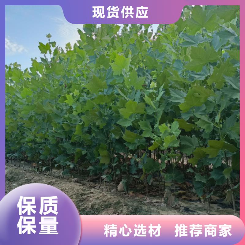 法桐 国槐今年新款
