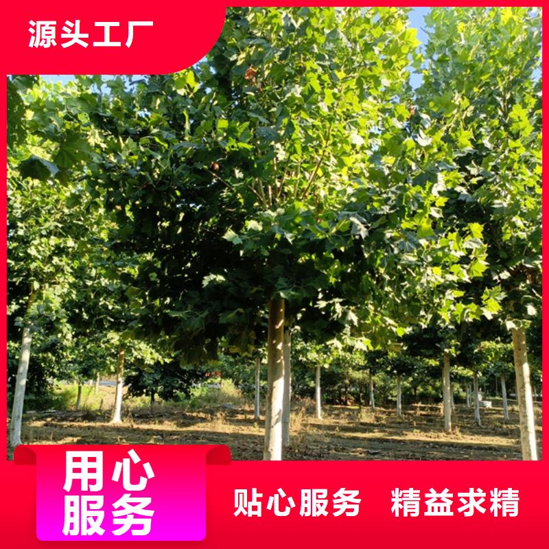 黄金槐视频-黄金槐(翌昊)覆盖地域四川省巴中市巴州|平昌|广元|眉山|德阳|甘孜|南充|绵阳