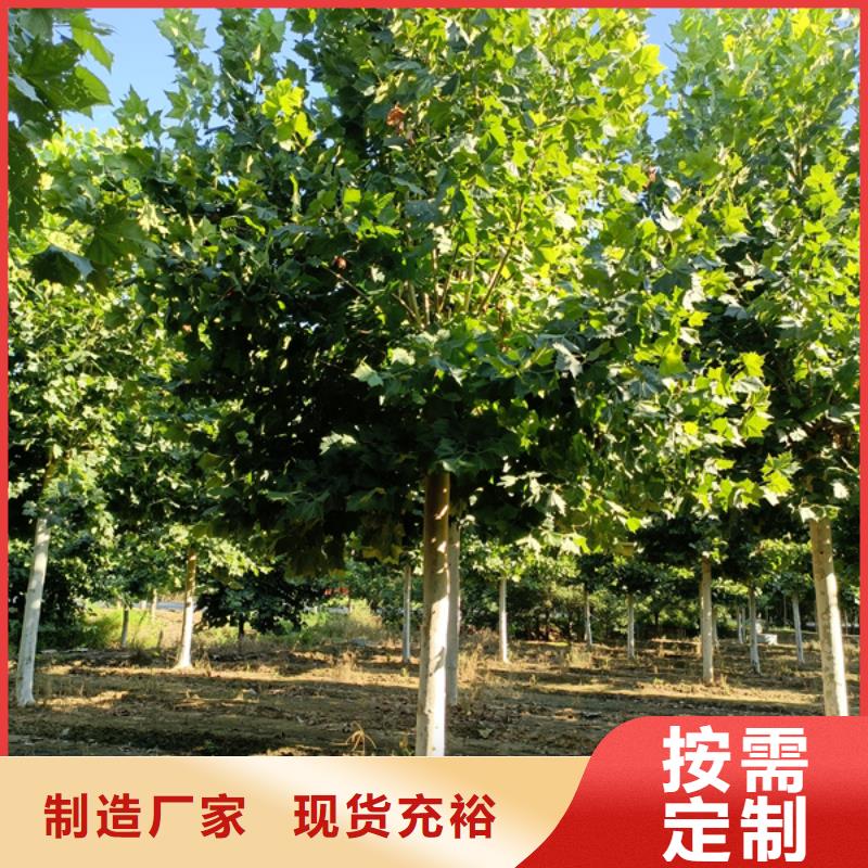 法桐黄金槐价格透明