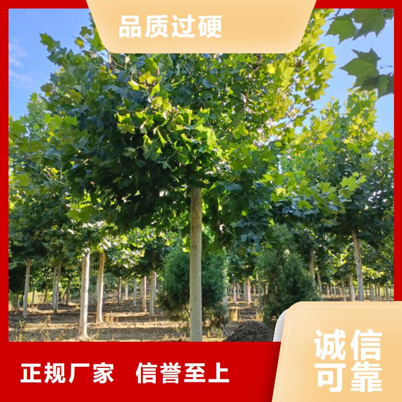 法桐树种植基地法桐