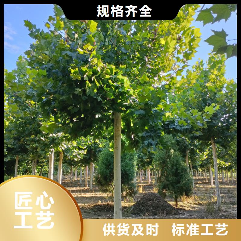采购15公分法桐必看-服务优