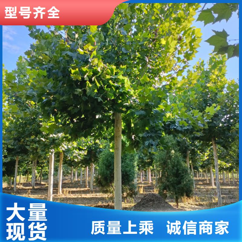  法桐货源足质量好