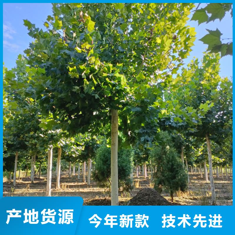 法桐_黄金槐产品实拍