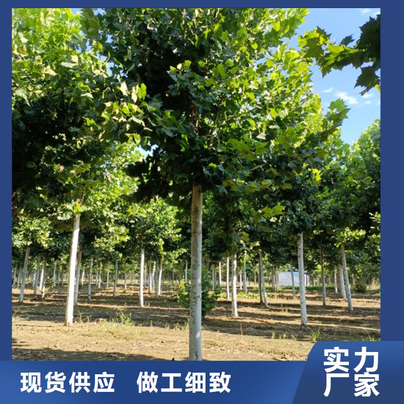 法桐_黄金槐规格型号全