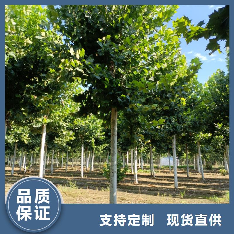 法桐 截杆发帽质量检测