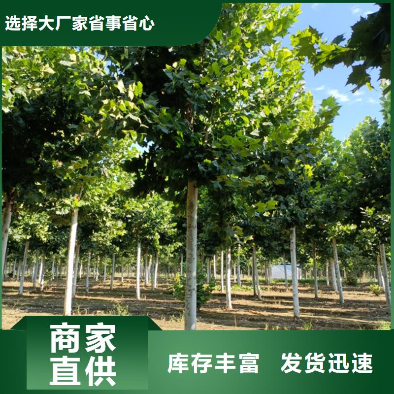  法桐现货齐全售后无忧