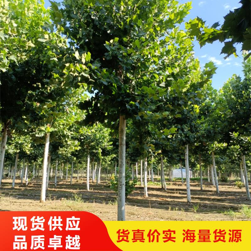 法桐白蜡用心做产品