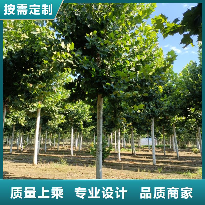 法桐金叶复叶槭您想要的我们都有