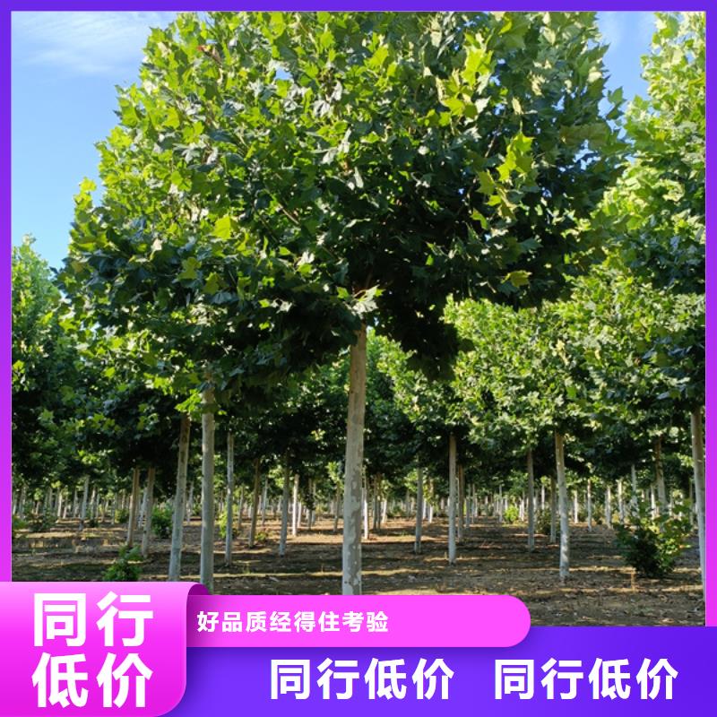 法桐黄金槐48小时发货
