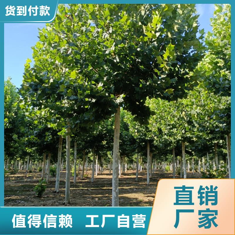10公分法桐价格种植基地法桐