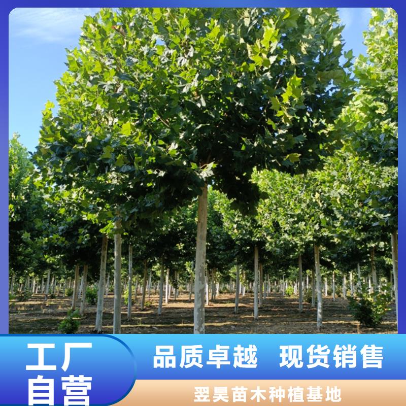 黄金槐视频-广西省河池市|天峨|南丹|贺州|梧州|北海|崇左|贵港|柳州黄金槐-翌昊