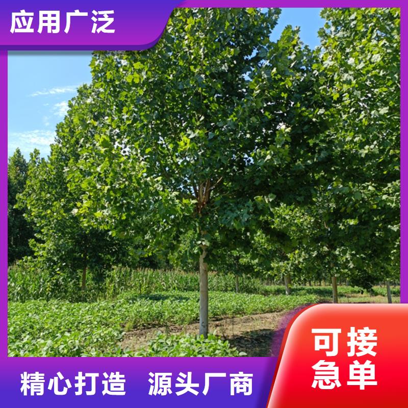 法桐 炫丽海棠一站式供应