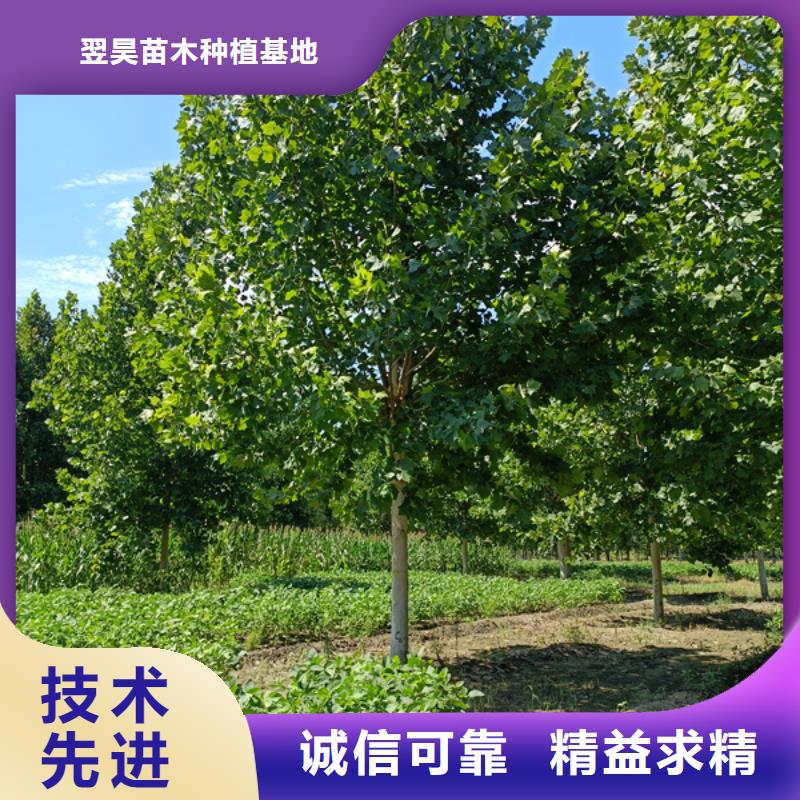 采购15公分法桐必看-服务优
