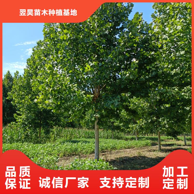 法桐西府海棠详细参数