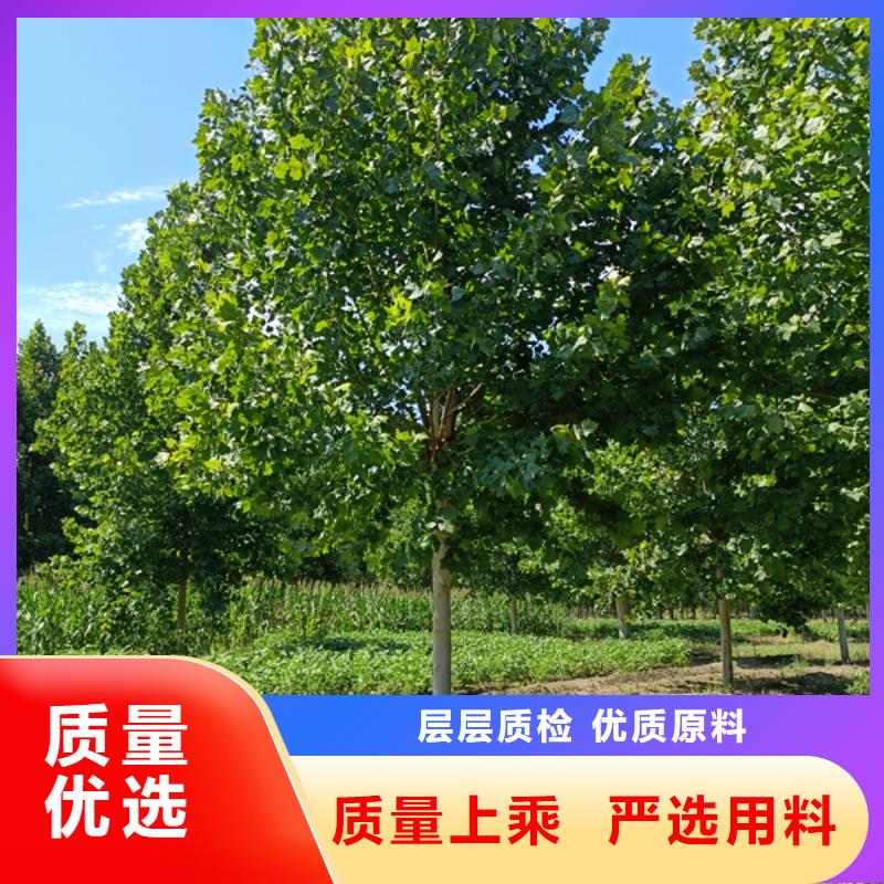 黄金槐-视频-盐边|米易|雅安|资阳|甘孜|成都|宜宾|德阳|眉山黄金槐您想要的我们都有-翌昊苗木种植基地(攀枝花市分公司)