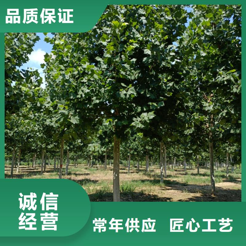 法桐黄金槐价格透明