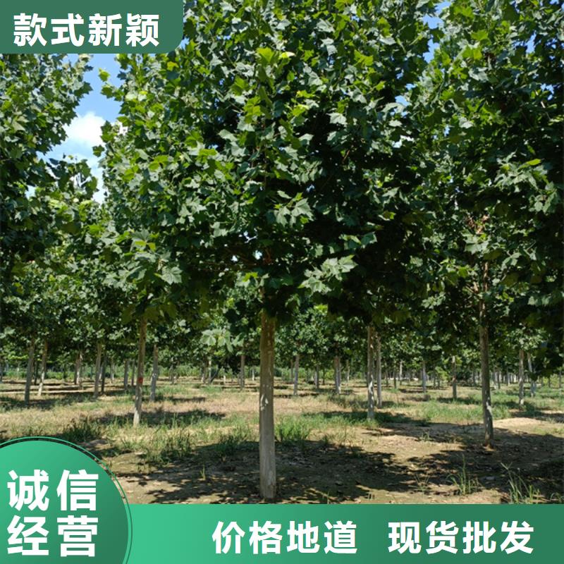 法桐黄金槐现货批发