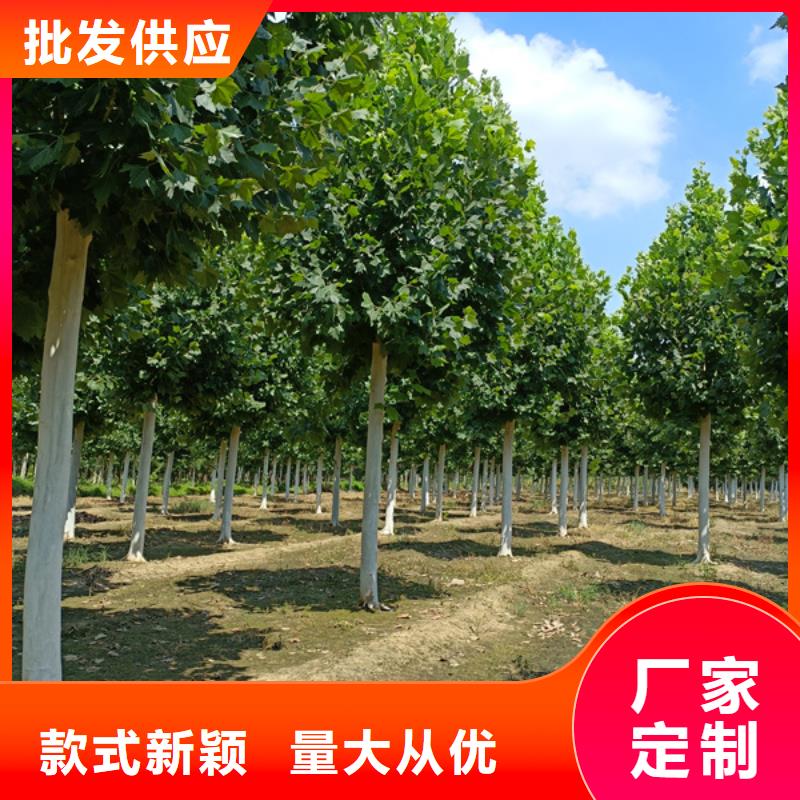 法桐截杆发帽一手货源源头厂家