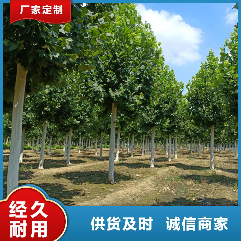 法桐,国槐客户信赖的厂家