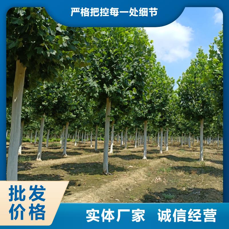 法桐五角枫全新升级品质保障