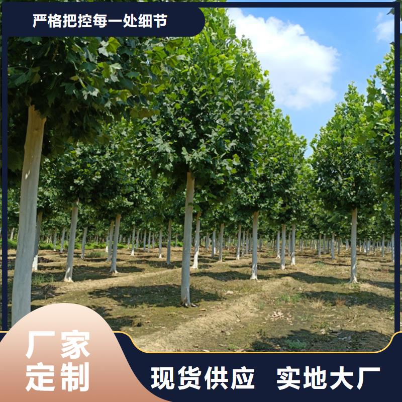 10公分法桐价格质量放心法桐