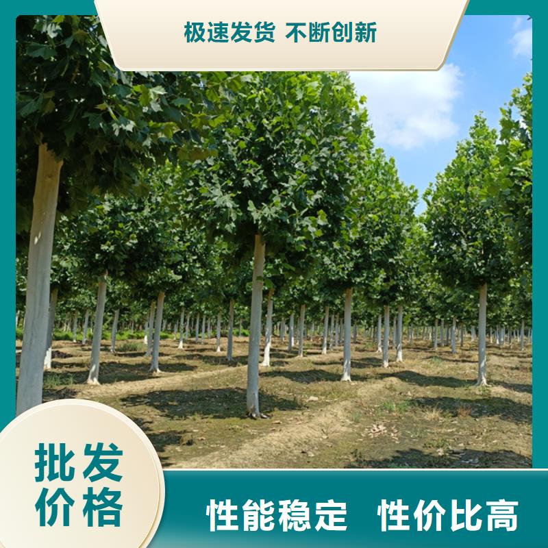 法桐 黄金槐有口皆碑