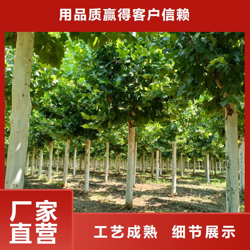 法桐黄金槐源厂定制