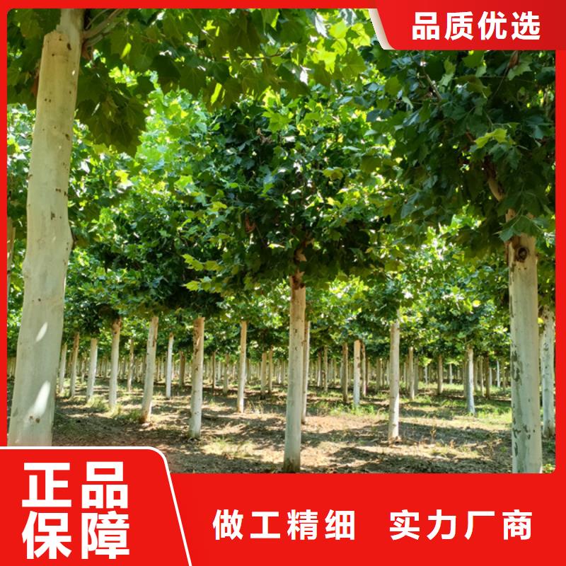 法桐白蜡源头厂家来图定制